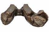 Wide Woolly Mammoth Mandible with M Molars - North Sea #200812-14